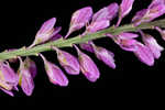 Swamp milkwort